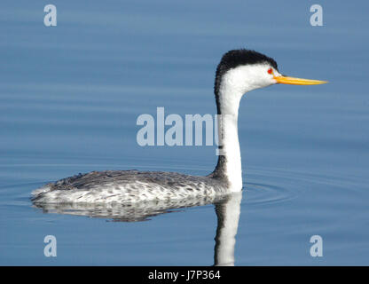 Cette photographie capture le Grebe de Clark au lac Santa Margarita dans le comté de San Luis Obispo, en Californie. L'oiseau est connu pour son plumage noir et blanc saisissant et son affichage unique d'accouplement. Banque D'Images