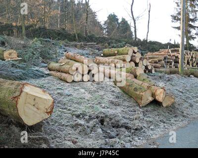 Tribus bois scié du bois de sapins soufflés hors forêt arbre arbres froid bois Banque D'Images