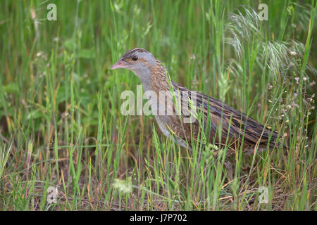 Râle des genêts (Crex crex) Corncrakes crakes Râle des genêts Banque D'Images