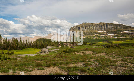 Hidden Lake / Lac glacier / Montana / paysage Banque D'Images