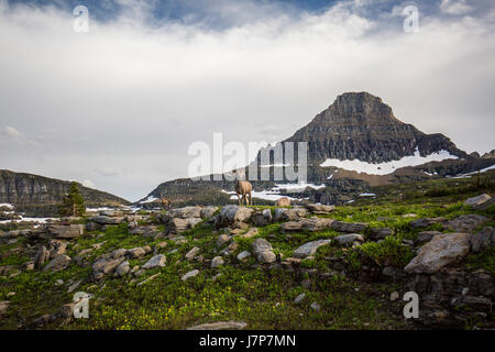 Hidden Lake / Lac glacier / Montana / paysage Banque D'Images