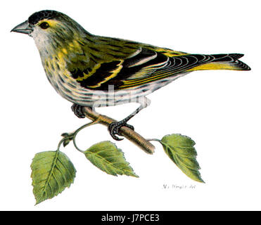 Carduelis spinus, communément appelé le siskin eurasien, est un petit oiseau chanteur originaire d'Europe et d'Asie. Cette espèce est reconnue pour son plumage vert éclatant et ses marques noires. On le trouve couramment dans les forêts et les jardins. Banque D'Images