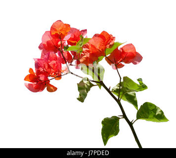 Fleurs de bougainvilliers rouge isolé sur fond blanc Banque D'Images