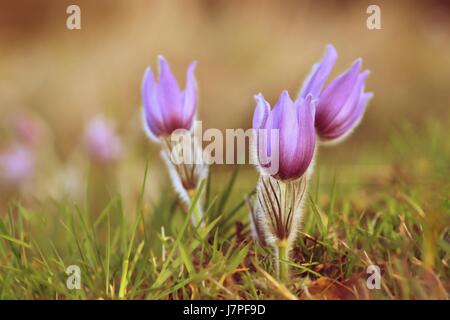 Beaux poils violet pasque-fleur. (Pulsatilla grandis) qui fleurit au printemps sur prairie au coucher du soleil. Banque D'Images