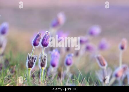 Beaux poils violet pasque-fleur. (Pulsatilla grandis) qui fleurit au printemps sur prairie au coucher du soleil. Banque D'Images