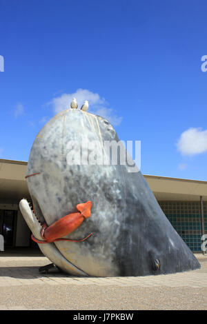 Cachalot Calmar géant de l'alimentation Banque D'Images