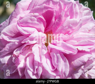 James Galway Rose, David Austin Banque D'Images