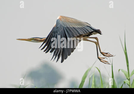 Héron cendré Ardea cinera en vol au dessus de la scène d'espace rural Banque D'Images