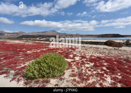 Janubio marais salant sur la côte sud ouest. Lanzarote, Canaries, Espagne, Europe, Atlantique Banque D'Images
