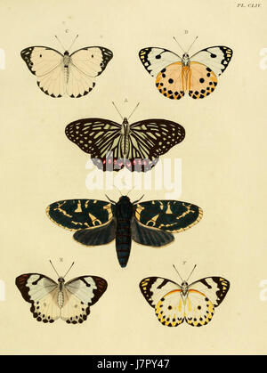 Ceci est une illustration tirée de 'Uitlandsche Kapellen' (papillons exotiques) volume 2, planche 154, de Cramer et Stoll, représentant une représentation détaillée d'espèces de papillons étrangers. Banque D'Images