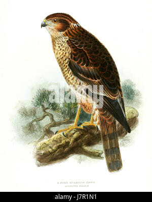L'Accipiter Nisus fait référence à l'eurasien Sparrowhawk, comme l'illustrent Keulemans. L'illustration met en évidence les caractéristiques physiques de l'oiseau et son comportement de chasse. Banque D'Images