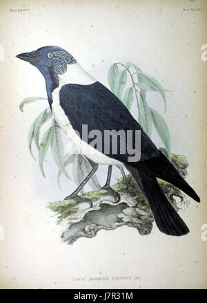 (Corvus monedula) dauricus (AD) Faune Japonica Banque D'Images