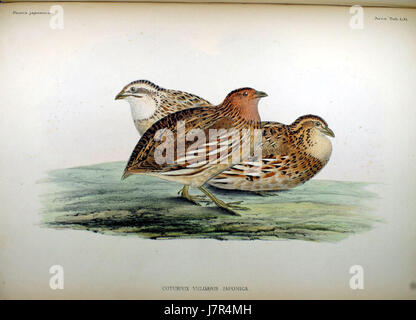 Coturnix vulgaris japonica, également connue sous le nom de caille japonaise, est une espèce de caille originaire d'Asie de l'est. Il fait partie de la famille des Phasianidae et est couramment trouvé dans les zones agricoles et rurales. Banque D'Images
