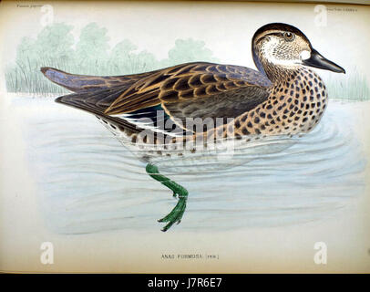 Anas formosa est une espèce de canard trouvée au Japon, connue pour ses caractéristiques physiques distinctes. Il s'agit de la femelle de l'espèce, contribuant à l'étude de la faune aviaire et de la biologie animale au Japon. Banque D'Images