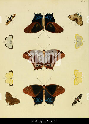 Illustration tirée de 'Uitlandsche Kapellen' de Cramer & Stoll, volume 1, planche 020, montrant une représentation de papillons étrangers. Banque D'Images