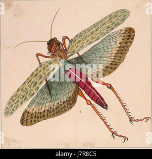 Alexander Marshal était un artiste britannique réputé du XVIIe siècle, connu pour ses illustrations botaniques. Ses travaux ont porté sur les plantes et les fleurs, contribuant à la documentation scientifique et artistique de la flore. Banque D'Images