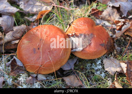 Les champignons sauvages dans la Musquodoboit Valley NS Banque D'Images