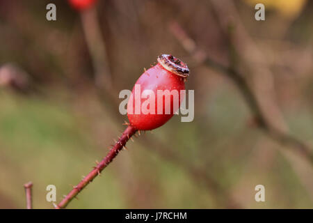 Rose hip à East Chezzetcook Nouvelle-écosse Banque D'Images