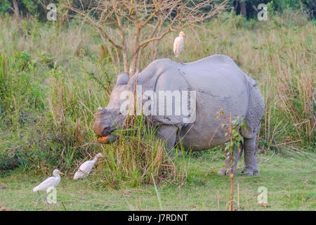 Rhinocéros indien (Rhinoceros unicornis) rhinocéros à cornes plus grands.Parc national de Kaziranga, Assam, Inde Banque D'Images
