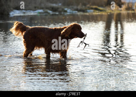 Le chien setter joue dans l'eau Banque D'Images