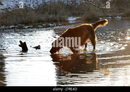 Le chien setter joue dans l'eau Banque D'Images