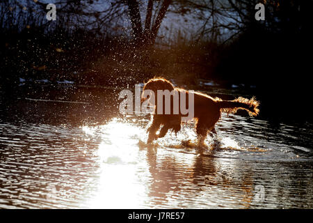 Le chien setter joue dans l'eau Banque D'Images