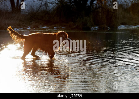 Le chien setter joue dans l'eau Banque D'Images