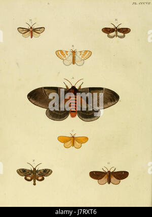 L'illustration tirée de 'Uitlandsche Kapellen' (papillons exotiques) de Cramer et Stoll dans le volume 4, planche 307 montre une espèce de papillons exotiques. Ce travail contribue à la documentation et à la classification des espèces de papillons à la fin du XVIIIe siècle. Banque D'Images