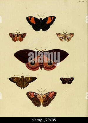 'Uitlandsche Kapellen', vol. 2, planche 162, fait partie d'un travail botanique de Cramer et Stoll, axé sur des espèces étrangères (exotiques) de plantes, en particulier les orchidées. La série présente des illustrations détaillées et des descriptions de diverses espèces végétales du monde entier, mettant en évidence leurs caractéristiques distinctives. Cette plaque spécifique met en valeur une espèce particulière de flore exotique. Banque D'Images