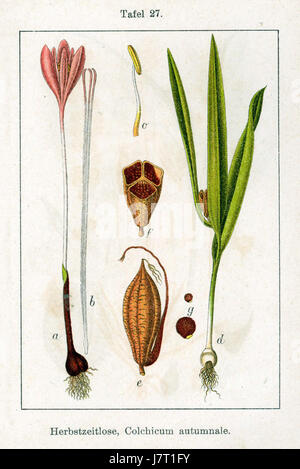 Colchicum autumnale, communément appelé crocus d'automne, est une plante à fleurs originaire d'Europe et de certaines régions d'Asie. Il est connu pour ses fleurs violettes frappantes qui fleurissent à l'automne, contrastant avec l'aspect du feuillage ultérieur de la plante au printemps. Banque D'Images