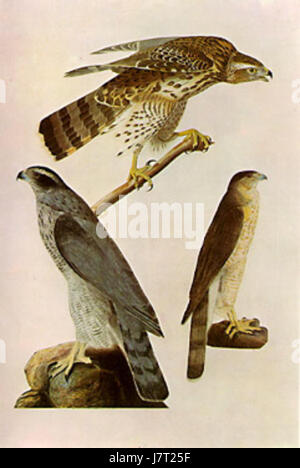 Accipiter cooperii, également connu sous le nom de faucon de Cooper, est un oiseau de proie que l'on trouve couramment en Amérique du Nord. Il est connu pour son agilité en vol et ses prouesses de chasse, s'attaquant principalement aux oiseaux et aux petits mammifères. Banque D'Images