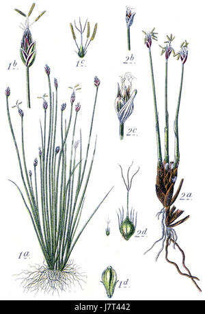 Ce titre fait probablement référence à une illustration botanique ou à une étude de la famille des Cyperaceae (famille des Sedge) par le botaniste Sturm, mettant en vedette des espèces de ce groupe de plantes. Banque D'Images