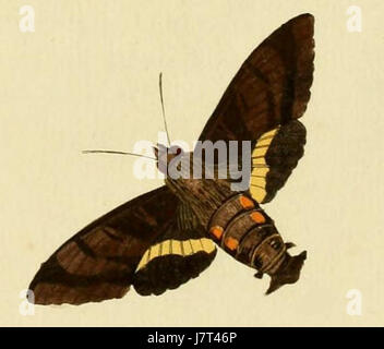 Aellopos ceculus, communément appelé le petit ermite, est une espèce de colibri trouvée en Amérique du Sud. Reconnaissable à son plumage vert éclatant et à son bec long et incurvé distinctif, il habite les lisières et les clairières des forêts, se nourrissant principalement de nectar. Banque D'Images