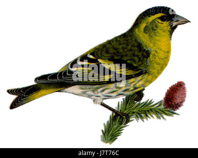Carduelis spinus, communément connu sous le nom de siskin eurasien, est une petite espèce de finch originaire d'Europe et d'Asie. Elle se caractérise par son plumage vert et jaune et se trouve souvent dans les forêts de conifères pendant la saison de reproduction. Banque D'Images