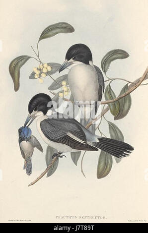 Cracticus torquatus par John Gould Banque D'Images