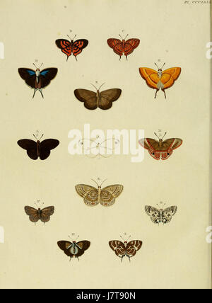 L'illustration tirée de 'Cramer and Stoll Uitlandsche Kapellen', volume 4, planche 379, présente des espèces exotiques de plantes ou de fleurs, présentant des illustrations botaniques de plantes de pays étrangers. Banque D'Images