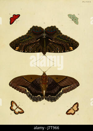 Uitlandsche Kapellen, volume 2, planche 170, de Cramer et Stoll présente des représentations détaillées de papillons étrangers ou exotiques, contribuant à l'étude de l'entomologie et de l'illustration. Banque D'Images