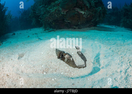 Le sud de Stingray se cachant dans le sable, Dasyatis americana, Jardines de la Reina, Cuba Banque D'Images