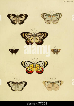 Une assiette de 'Cramer and Stoll's Uitlandsche Kapellen', une œuvre botanique mettant en vedette des espèces étrangères de papillons et de papillons de nuit. Cette illustration particulière fait partie du volume 4 et met en évidence une représentation détaillée de divers papillons de nuit et papillons originaires de régions non européennes. Il met en valeur les schémas complexes et la diversité de ces espèces, avec des annotations scientifiques décrivant leurs caractéristiques. Banque D'Images