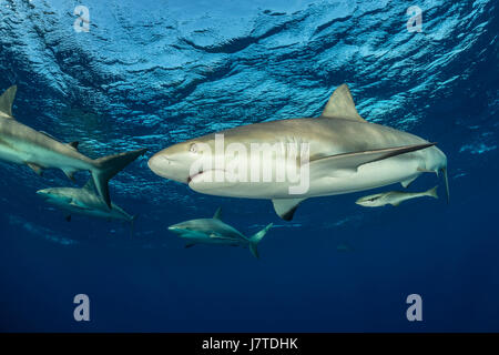 Requin de récif des Caraïbes, Carcharhinus perezii, Jardines de la Reina, Cuba Banque D'Images