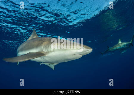 Requin de récif des Caraïbes, Carcharhinus perezii, Jardines de la Reina, Cuba Banque D'Images