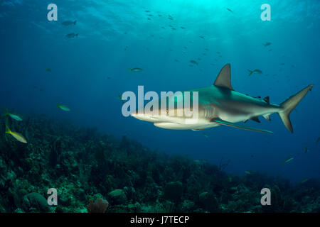 Requin de récif des Caraïbes, Carcharhinus perezii, Jardines de la Reina, Cuba Banque D'Images