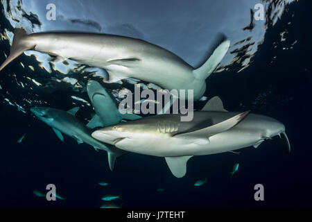 Le requin soyeux, Carcharhinus falciformis, Jardines de la Reina, Cuba Banque D'Images