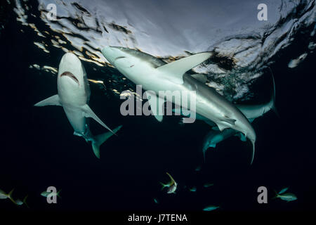 Le requin soyeux, Carcharhinus falciformis, Jardines de la Reina, Cuba Banque D'Images