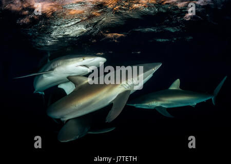 Le requin soyeux, Carcharhinus falciformis, Jardines de la Reina, Cuba Banque D'Images