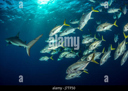 Banc de Horse-eye jacks, Caranx latus, Jardines de la Reina, Cuba Banque D'Images