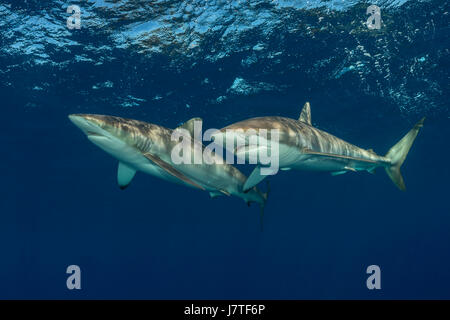 Le requin soyeux, Carcharhinus falciformis, Jardines de la Reina, Cuba Banque D'Images