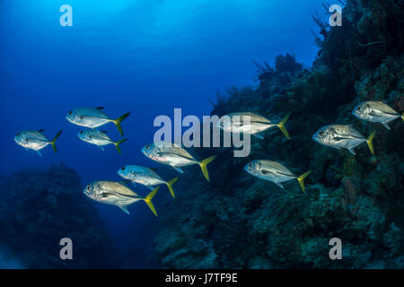 Banc de Horse-eye jacks, Caranx latus, Jardines de la Reina, Cuba Banque D'Images