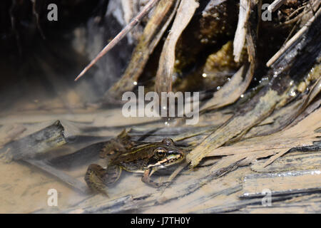 Coruna grenouille, grenouille de Perez (Rana perezi, Rana ridibunda perezi) trouvés submergés dans l'eau de bassin dans l'île de Porto Santo, Portugal Banque D'Images