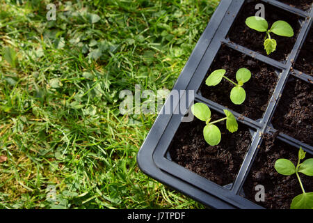 Cucamelon les semis croissant dans le compost dans un bac de semences, de copier l'espace sur l'herbe verte. Cucamelons ont de nombreux noms communs, y compris l'aigreur mexicain gherkin, p Banque D'Images